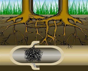 Las raíces son uno de los motivos habituales en atascos.