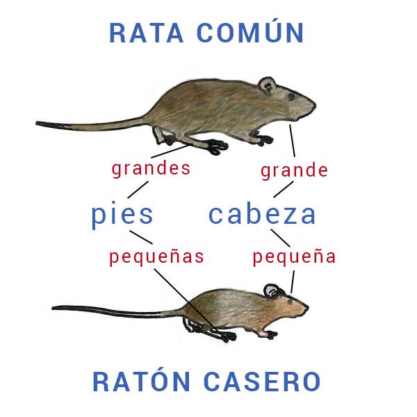 ¿Rata o ratón?